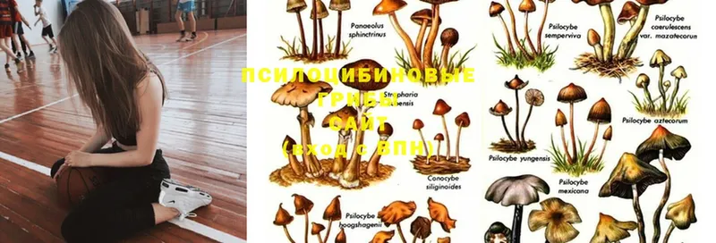 закладка  Балаково  Псилоцибиновые грибы MAGIC MUSHROOMS 